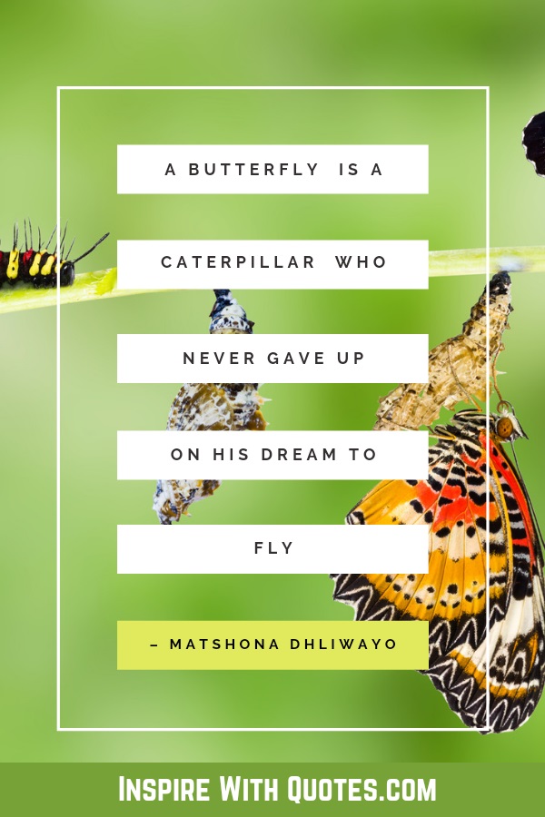 orange butterfly with the short butterfly quote about a butterfly being a caterpillar who never gave up is dream to fly