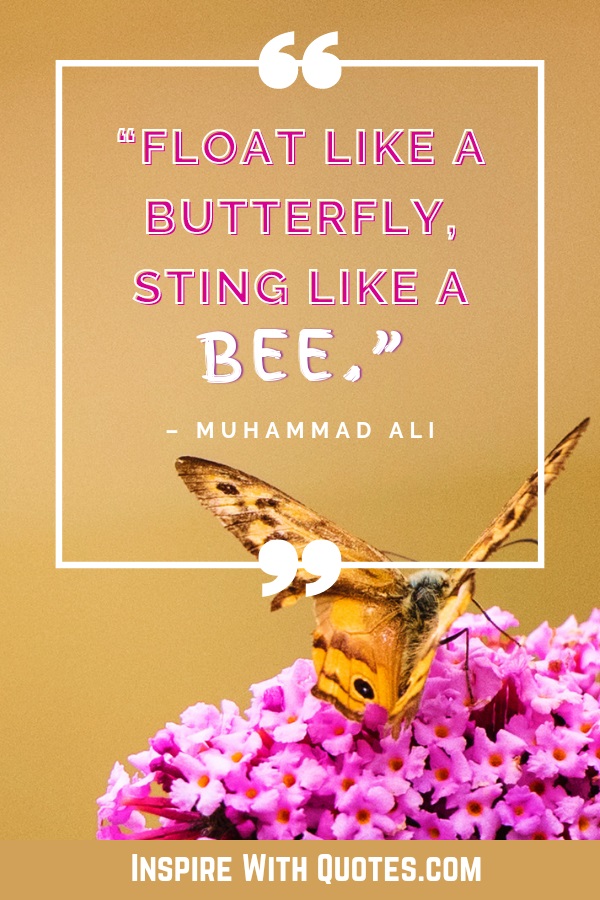an oragne butterfly landing on pink flowers with the short butterfly quote about floating like a butterfly but stinging like a bee