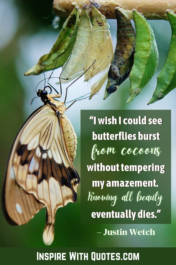 a butterfly ahning from a stick with a butterfly quote about being amazed with butterfly transofrmations