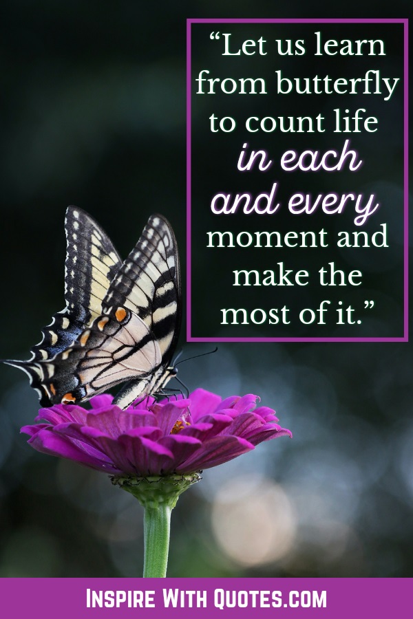 butterflies and life quotes